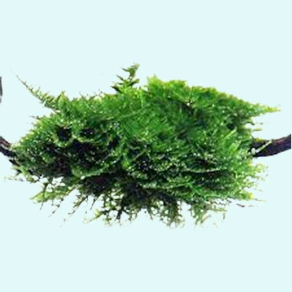 Christmas Moss Vesicularia Montagnei
