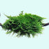Christmas Moss Vesicularia Montagnei