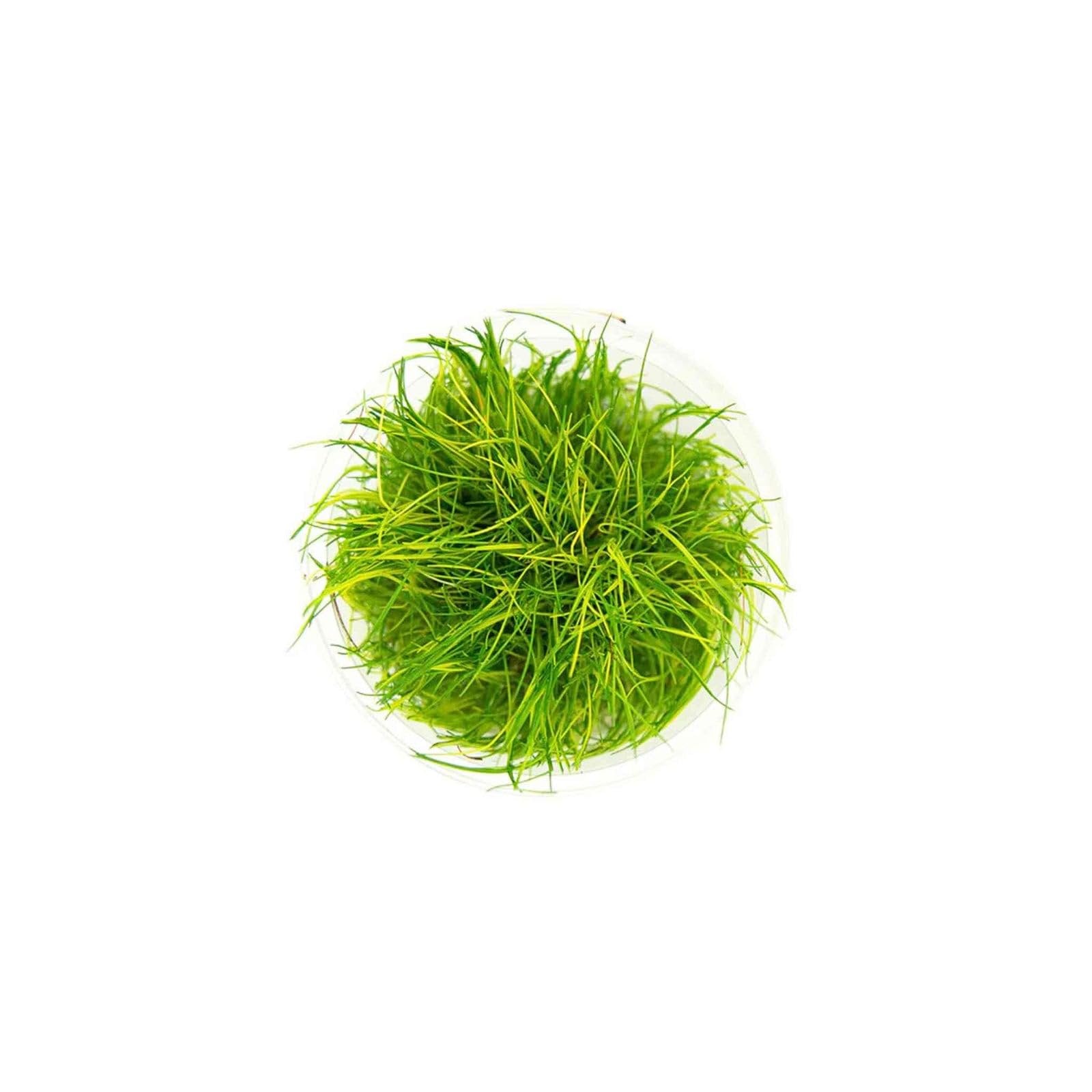 Eleocharis acicularis 'Mini' Dwarf Hair Grass Tissue Culture