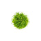 Eleocharis acicularis 'Mini' Dwarf Hair Grass Tissue Culture