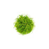 Eleocharis acicularis 'Mini' Dwarf Hair Grass Tissue Culture