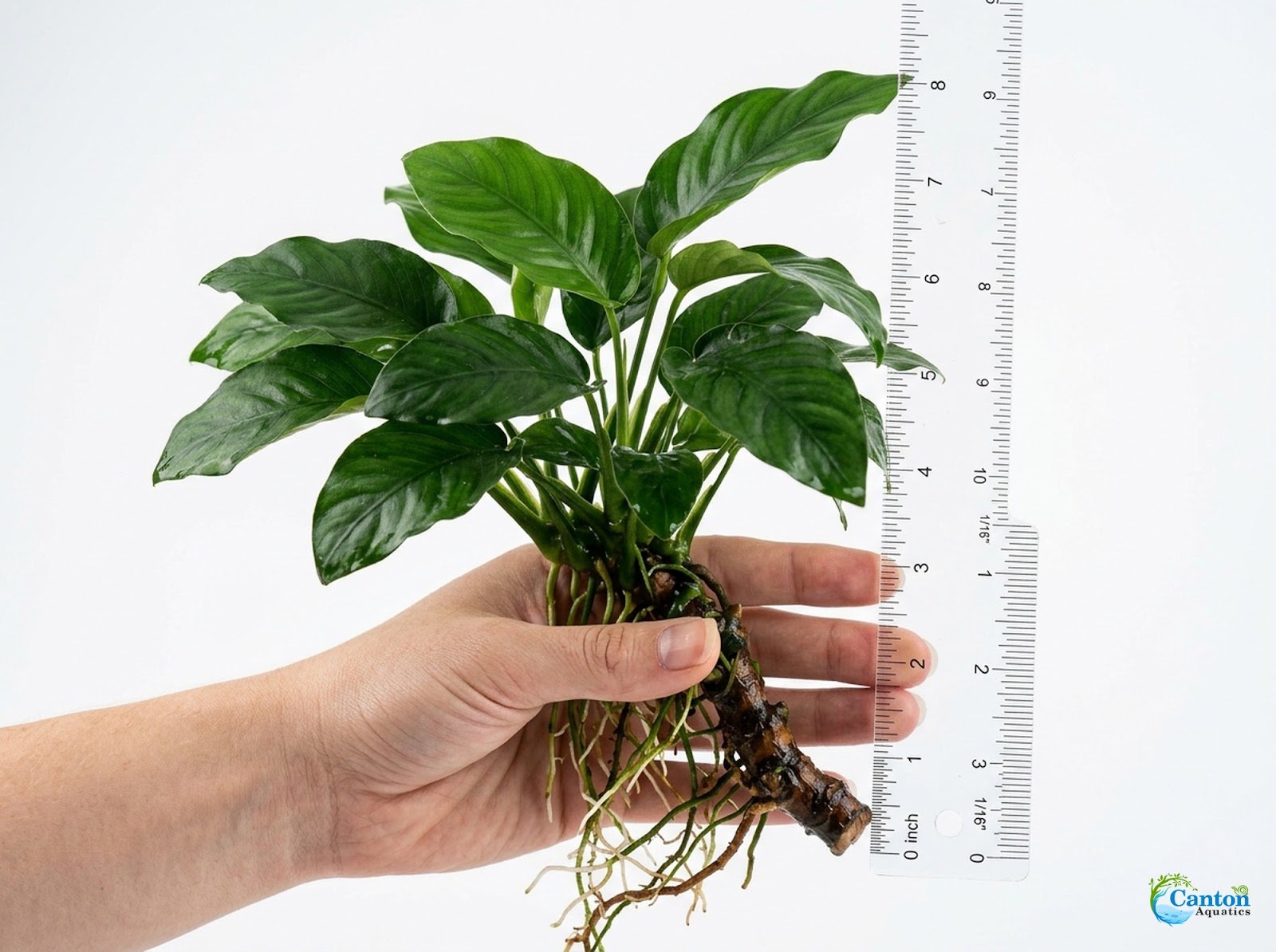 Cichlid-Friendly Live Plant Pack – Large Hardy Aquarium Plants (3 Pack)