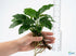 Cichlid-Friendly Live Plant Pack – Large Hardy Aquarium Plants (3 Pack)