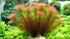 Rotala Wallichii (Bright Red) Plant