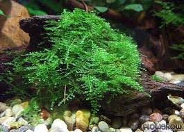 Christmas Moss Vesicularia Montagnei