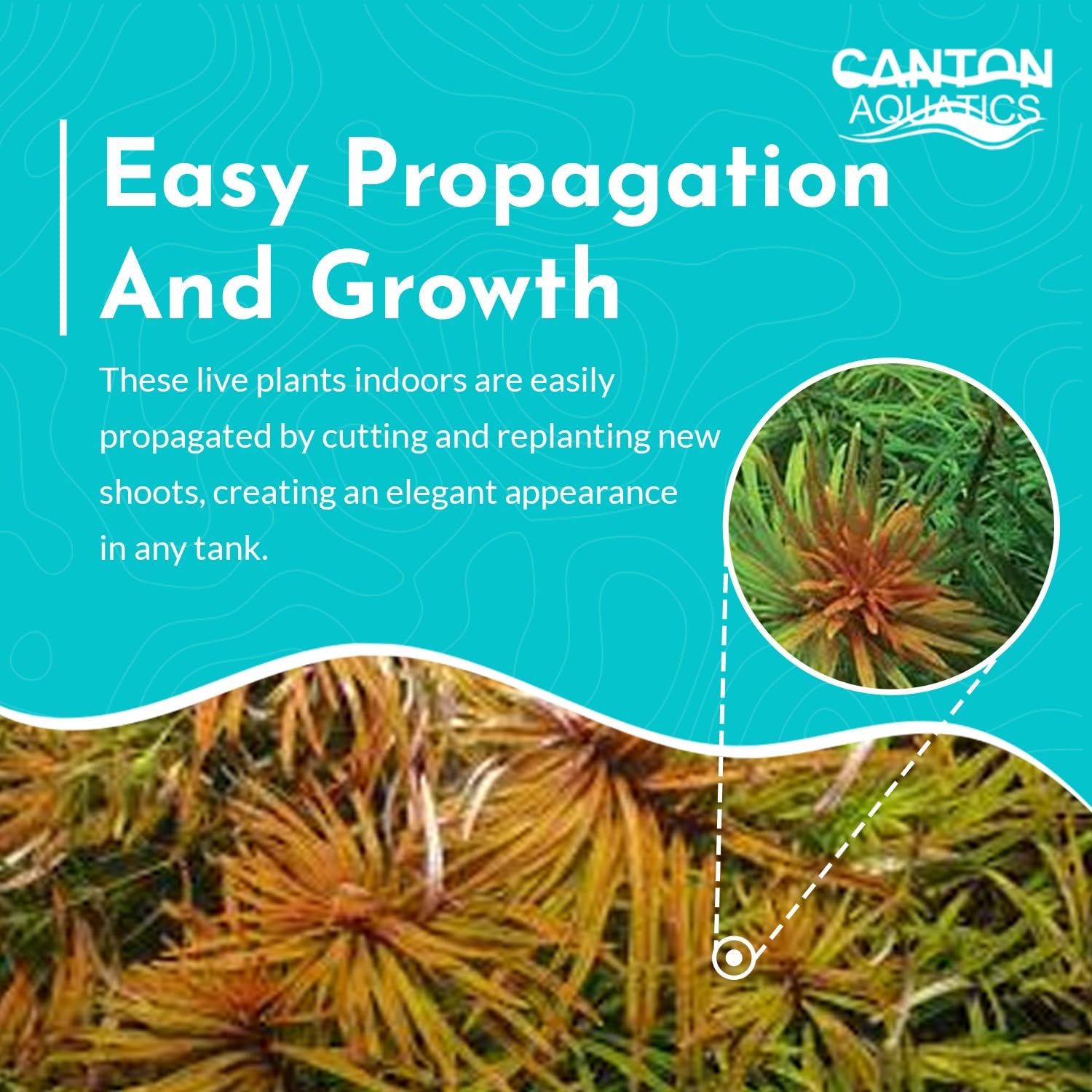 Ludwigia inclinata var. ‘Cuba’ – Live Freshwater Aquarium Plant