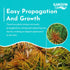 Ludwigia inclinata var. ‘Cuba’ – Live Freshwater Aquarium Plant