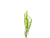 Cryptocoryne Crypt Balansae