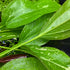 Rose Sparkle Sword (Echinodorus sp. “Rose Sparkle”) – Live Aquarium Plant