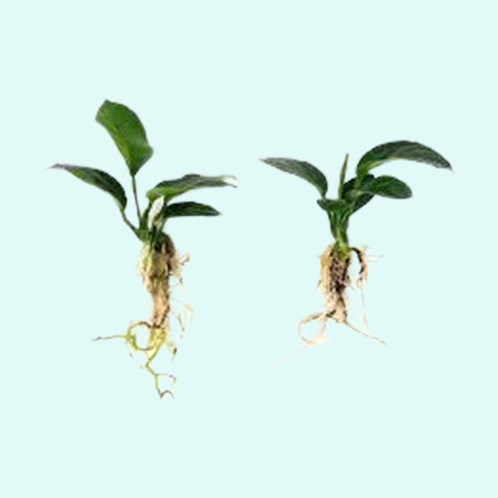 Anubias Barteri - Image 32 of 80