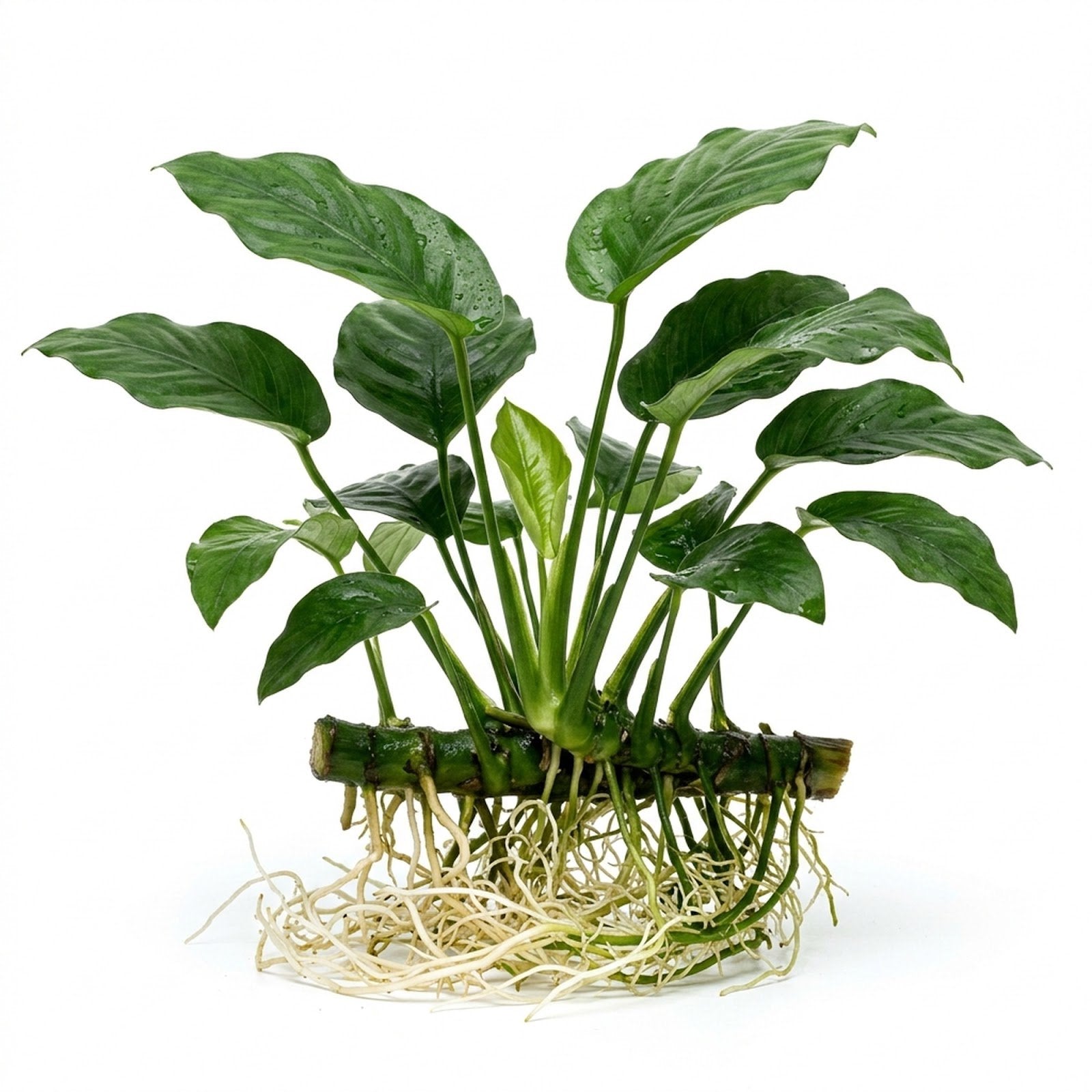 Anubias Barteri (Nana) - Image 1 of 40