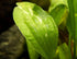 Rose Sparkle Sword (Echinodorus sp. “Rose Sparkle”) – Live Aquarium Plant
