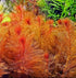 Myriophyllum Heterophyllum Myrio Red