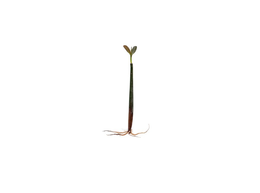 Mangrove Red (Rhizophora mangle) – Live Aquarium / Paludarium Plant