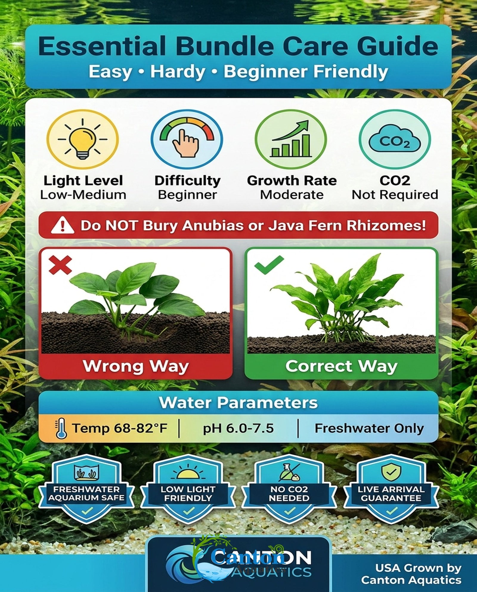 Live Aquarium Plants Essential Bundle