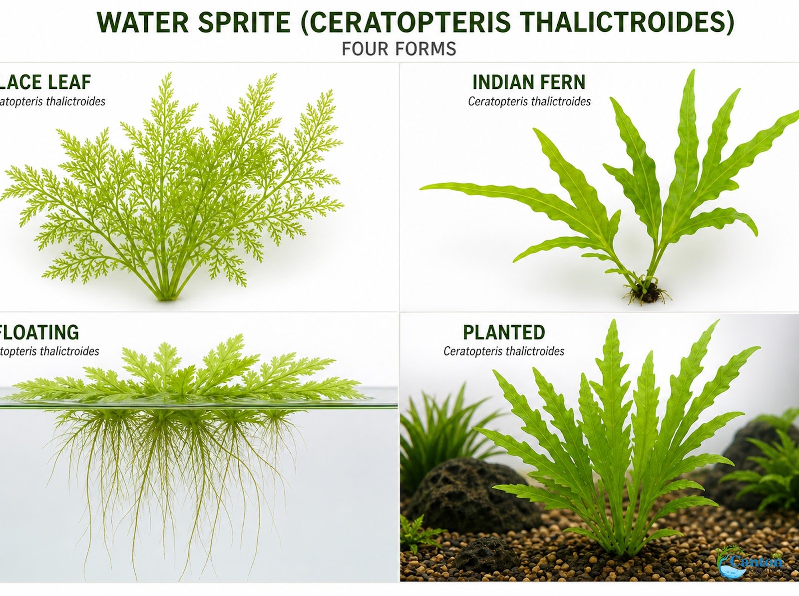 Canton Aquatics Live Aquarium Plants - Water Sprite Aquarium Plant, Ceratopteris Thalictroides - Perfect Live Aquatic Plants for Fish Tanks and Aquariums