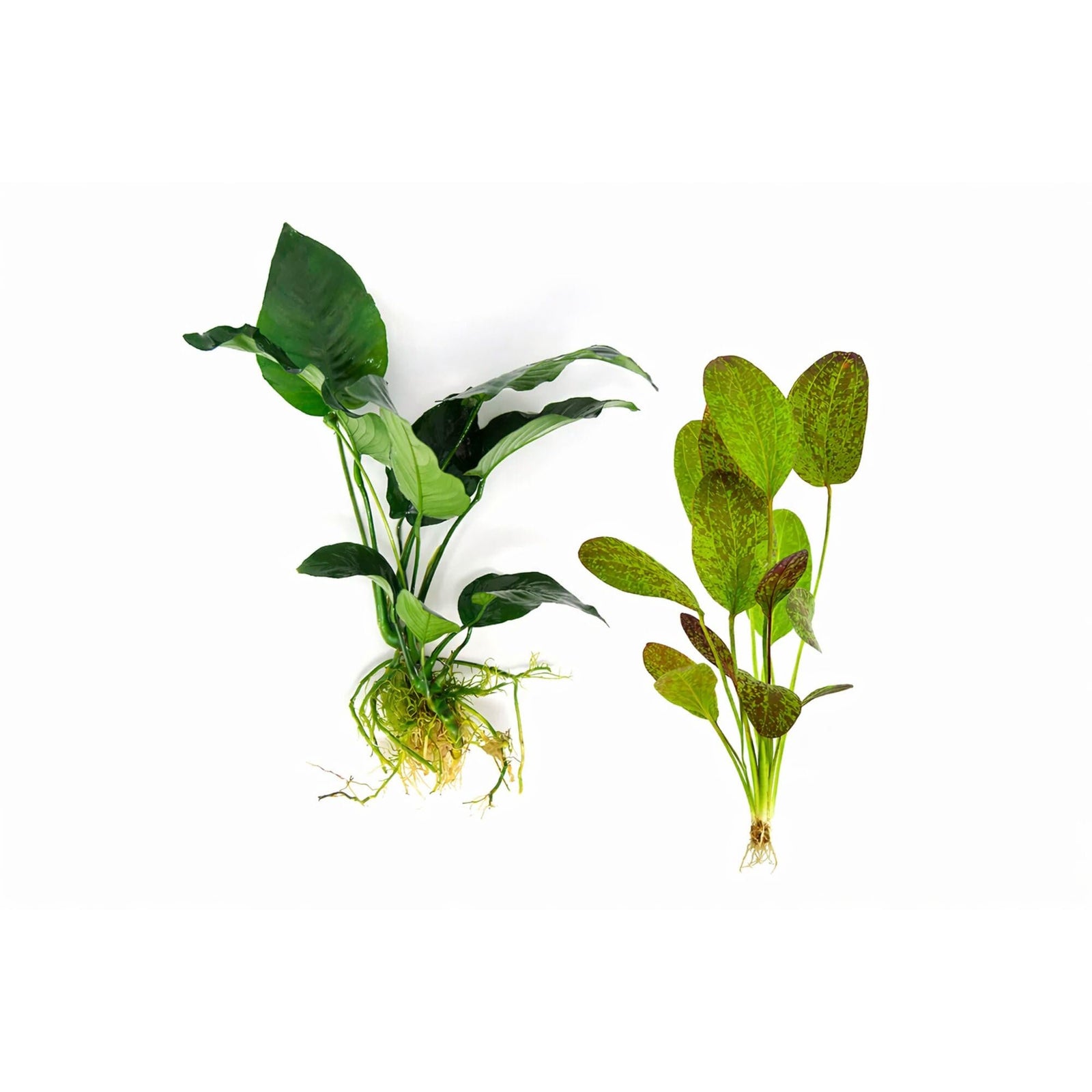 Showpiece Plant Duo – Large Amazon Sword & Anubias | Live Aquarium Plants, Easy, Lush, Freshwater