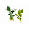 Showpiece Plant Duo – Large Amazon Sword & Anubias | Live Aquarium Plants, Easy, Lush, Freshwater