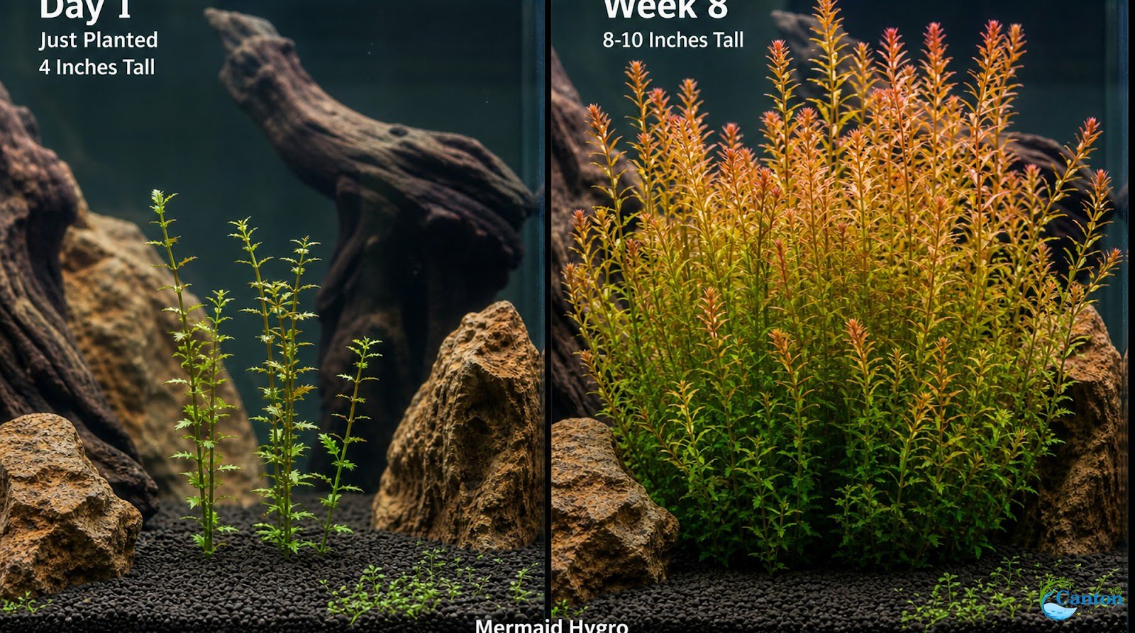 Mermaid Hygro (Proserpinaca palustris) – Live Aquarium Plant