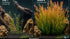 Mermaid Hygro (Proserpinaca palustris) – Live Aquarium Plant