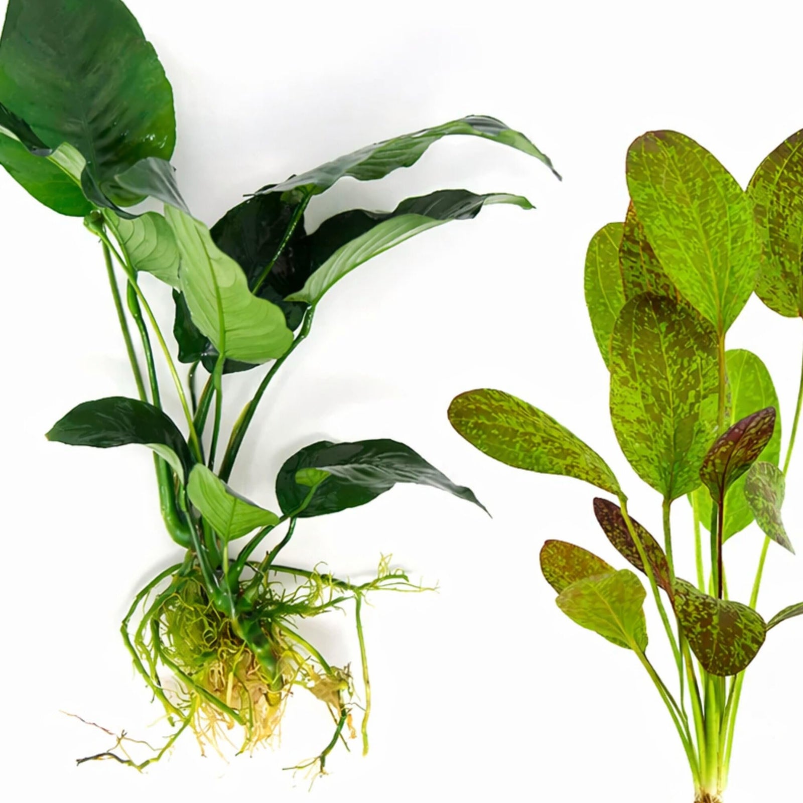 Showpiece Plant Duo – Large Amazon Sword & Anubias | Live Aquarium Plants, Easy, Lush, Freshwater