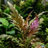Hygrophila Pinnatifida