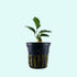 Anubias Barteri - Image 7 of 80