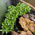 CANTON AQUATICS Staurogyne S Repens Plants - Long Lasting & Easy to Care - Promote High Water Quality and Fast - Growing Live Freshwater Carpet Plant for Aquascaping - 5X Clumps Plants