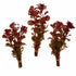 Ludwigia Repens Super Red Mini – Live Freshwater Aquarium Plant