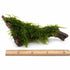 Christmas Moss on Driftwood | Live Aquarium Plant - Pre-Attached Vesicularia Montagnei, Low Light, No CO2, Shrimp Safe
