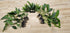 Beginner Centerpiece Bundle – 20–40 Gallon Low-Tech Aquarium | Easy Live Plants, Lush & Hardy