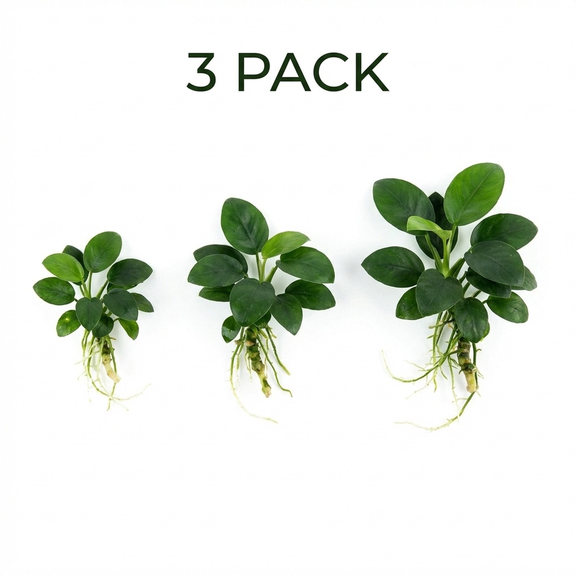 Anubias Barteri "Nana Petite" – Live Aquarium Plant - Image 1 of 36