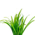 Dwarf Sagittaria Subulata