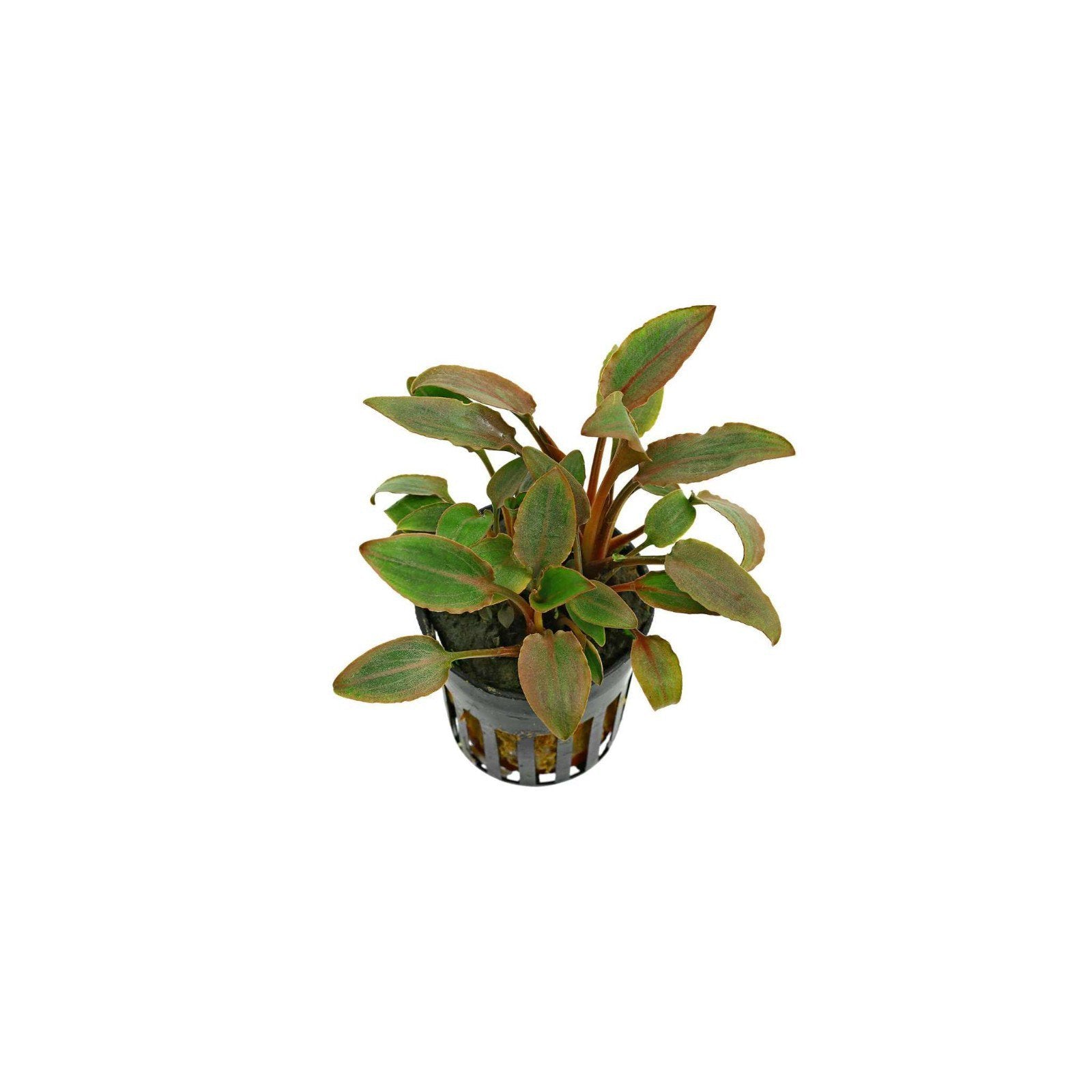 Cryptocoryne Wendtii Red – Live Aquarium Plant (Medium, Buy More & Save More)BUY 2 GET 1 FREE