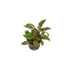 Cryptocoryne Wendtii Red – Live Aquarium Plant (Medium, Buy More & Save More)BUY 2 GET 1 FREE