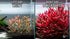 Scarlet Temple (Alternanthera Reineckii) – Live Freshwater Aquarium Plant
