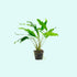Anubias Minima Bare Root - Image 19 of 40