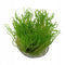 Flame Moss (Taxiphyllum 'Flame')