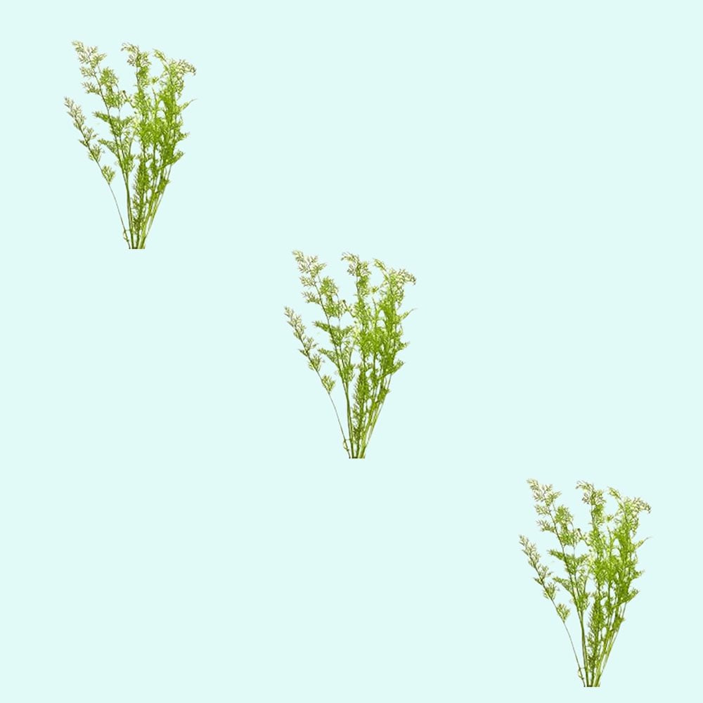 (3) Medium Water Sprite Lace Leaf Live Aquarium Plants