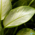 Anubias White Rose – Live Freshwater Aquarium Plant