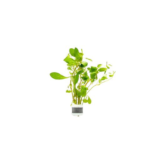 Ludwigia Repens sp