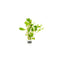 Ludwigia Repens sp