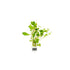 Ludwigia Repens sp