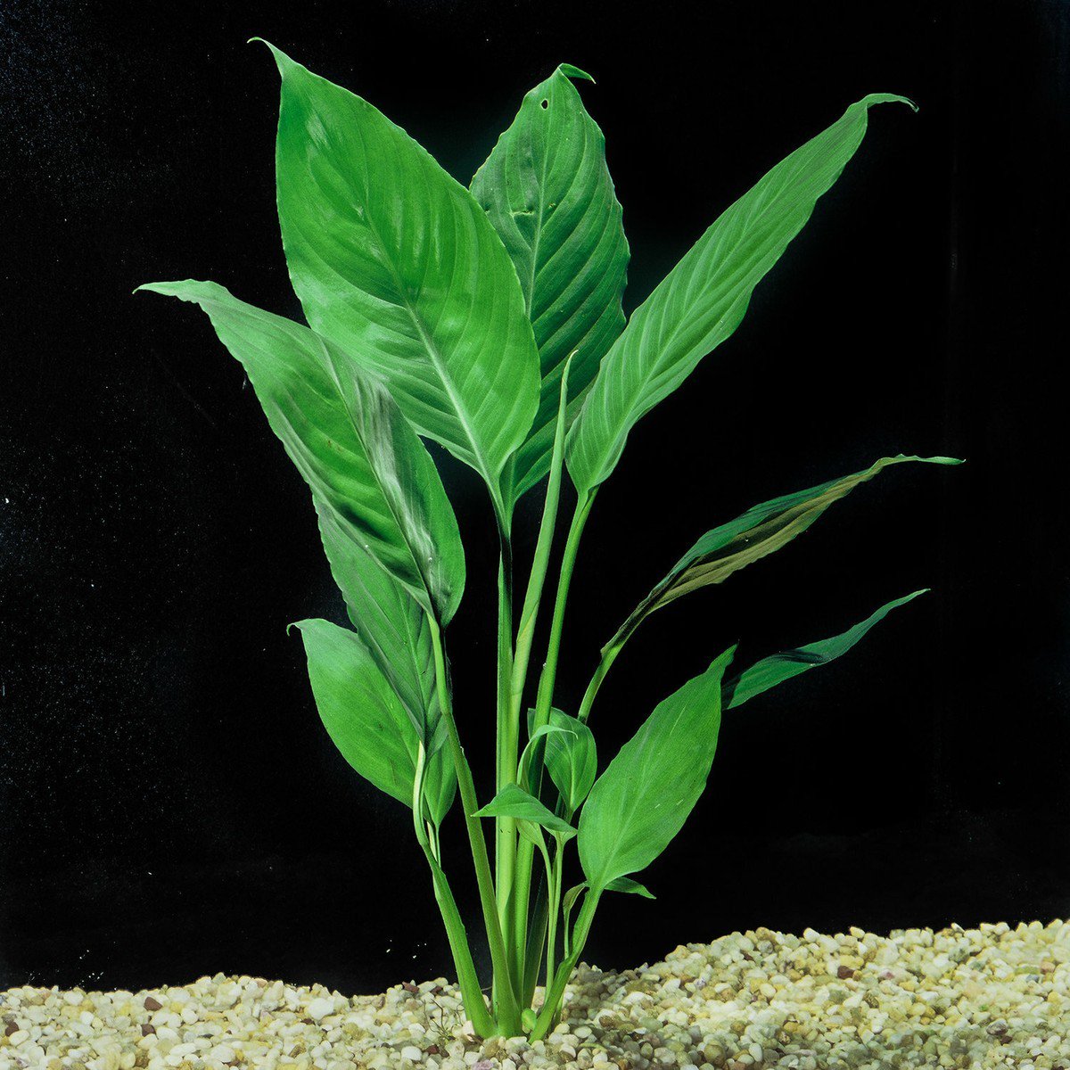 Brazilian Sword “Peace Lily” (Spathiphyllum sp)