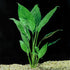 Brazilian Sword “Peace Lily” (Spathiphyllum sp)