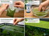 Duckweed (Lemma Minor)