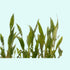 Cryptocoryne Lutea