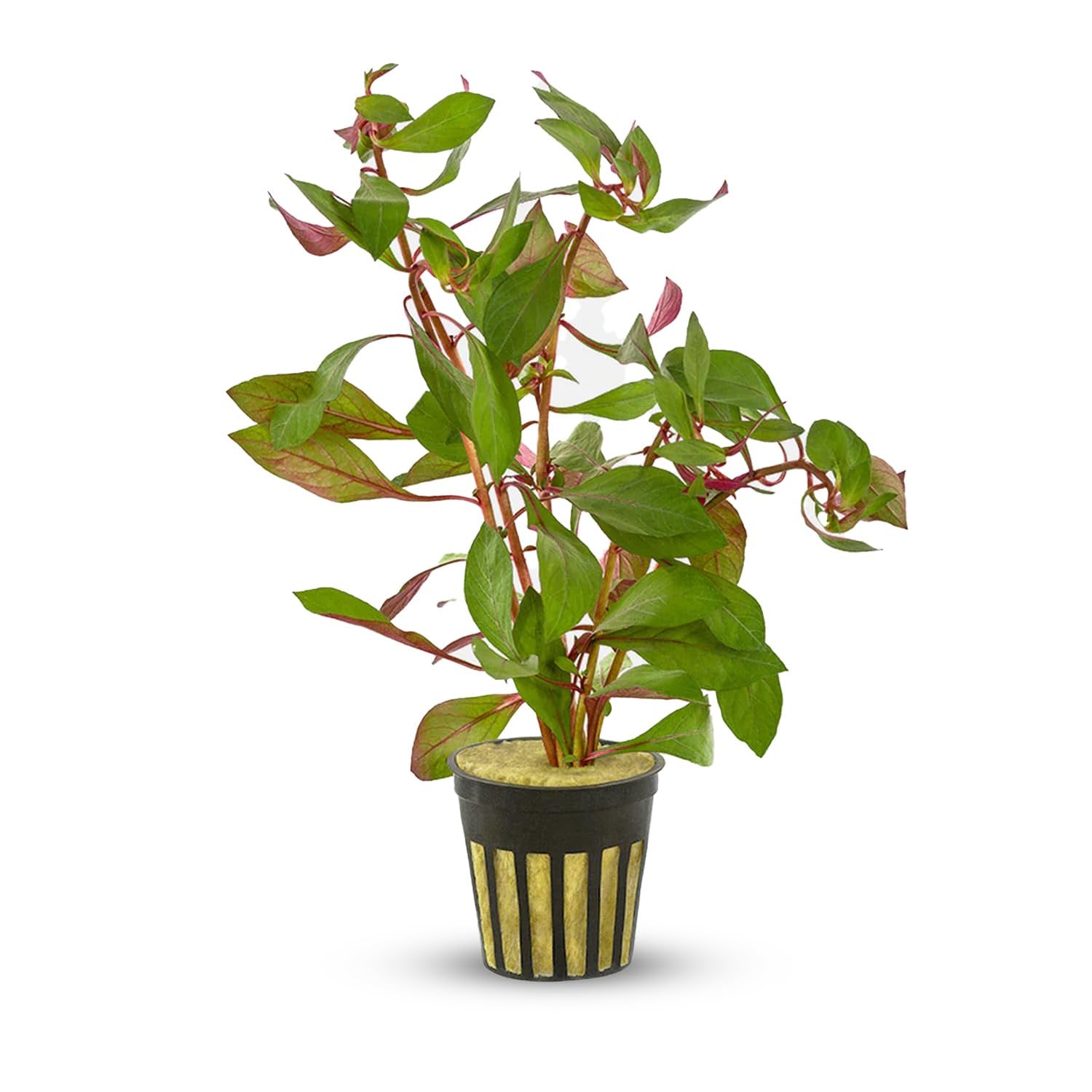 Ludwigia Repens Super Red Mini