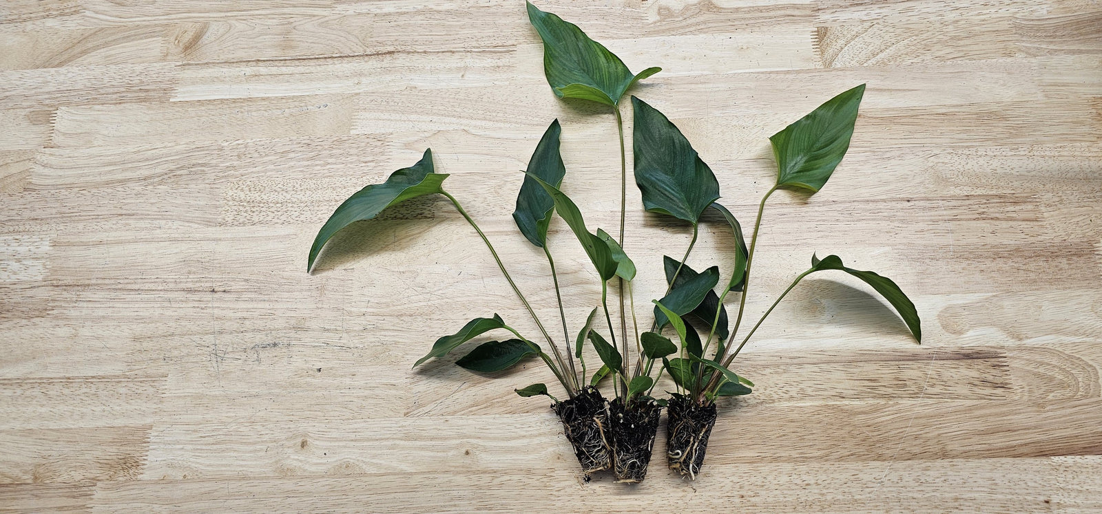 Beginner Centerpiece Bundle – 20–40 Gallon Low-Tech Aquarium | Easy Live Plants, Lush & Hardy