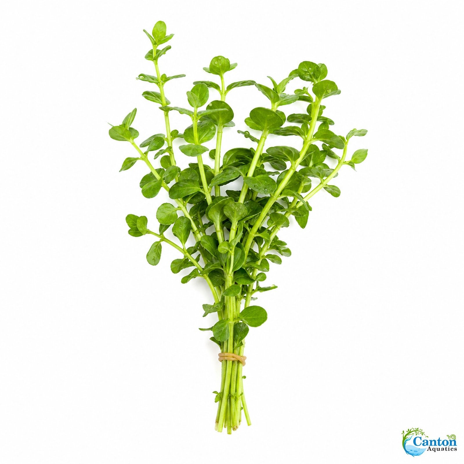 Moneywort (Bacopa monnieri) – Live Aquarium & Paludarium Plant